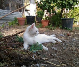 Bastet associazione felina viterbese - Parte civile nel processo