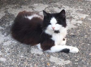 Bastet associazione felina viterbese - Parte civile nel processo