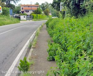 Viterbo - Erbacce in strada Teverina