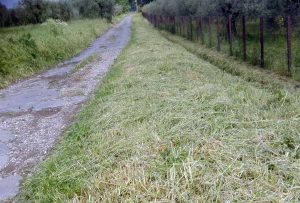 Montefiascone - Ripulita la via Francigena