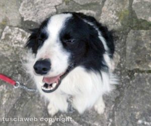 Viterbo - Il cane trovato in strada Roncone