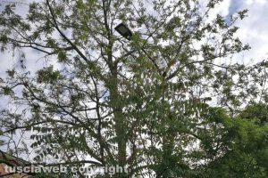 Viterbo - Lampione immerso nella vegetazione