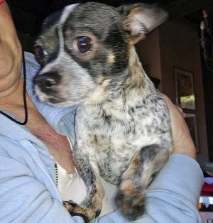 Viterbo - Cane trovato in strada Signorino