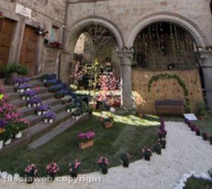 Viterbo - San Pellegrino in fiore