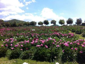 Il centro botanico Moutan a Vitorchiano