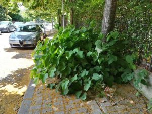 Viterbo - Marciapiedi inaccessibili in via Tarconte