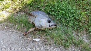 Viterbo - testa di tonno buttata in strada S. Lazzaro