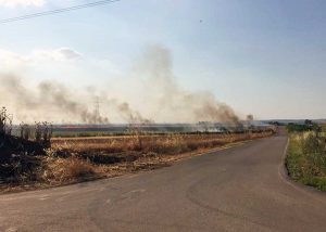 Tarquinia - Incendio in un campo di grado in località Farnesiana