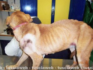 Sutri - Una cane che sarebbe stato maltrattato in una casa a Fonte Vivola