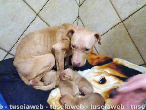 Sutri - Cane e cuccioli che sarebbero stati maltrattati in una casa a Fonte Vivola