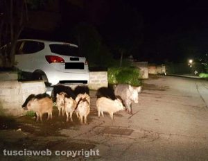 Viterbo - Un cinghiale e i suoi cuccioli al Murialdo