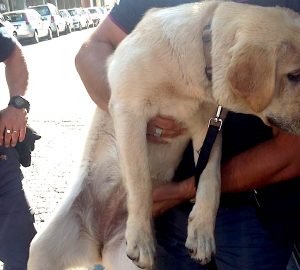 Il labrador salvato dalla polizia