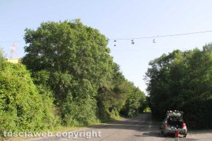 Tobia - L'albero delle scarpe da tennis