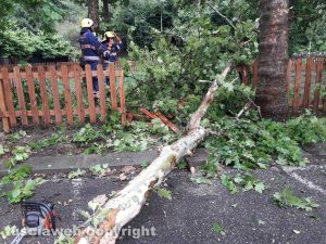 Montefiascone - L'albero caduto - Intervento dei carabinieri forestali