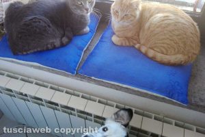 Viterbo - Rengar, Red e Nidalí di Anna Logoteto