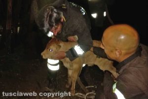 Viterbo - Il vitellino salvato a Grotte Santo Stefano