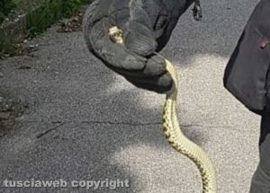 Soriano - Serpente trovato nella macchina
