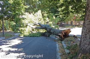 L'albero caduto in via della Grotticella