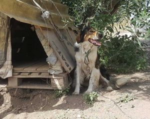 Cane in cerca di adozione