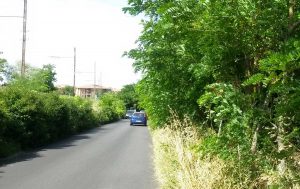 Vegetazione sulla strada Capretta