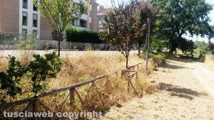Viterbo - Santa Barbara - Il taglio dell'erba lasciato a metà