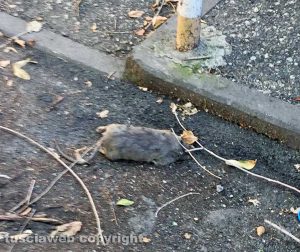 Viterbo - Un topo a viale Trento