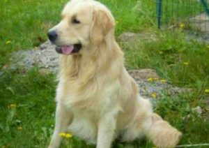 Il cane soccorso