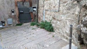 Viterbo - Quartiere San Pellegrino - Erbacce e degrado