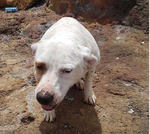 Trapani - Cane gettato in acqua con una pietra al collo