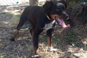 Viterbo - La cagnolina trovata lungo strada Tobia