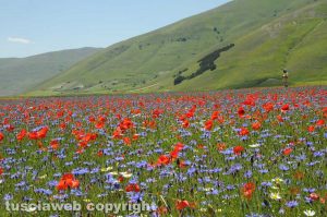 Castelluccio di Norcia - Lo scatto di Giuseppe Rapiti