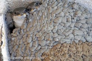 Viterbo - Le rondini nella redazione di Tusciaweb
