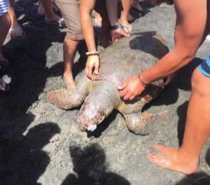 Tarquinia - Grande tartaruga spiaggiata