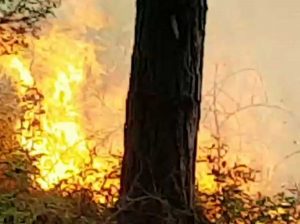 Tarquinia - L'incendio nella pineta di San Giorgio