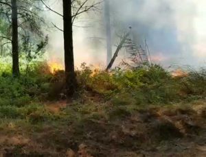 Tarquinia - L'incendio nella pineta di San Giorgio