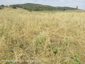 Acquapendente - Campo di grano devastato dagli animali