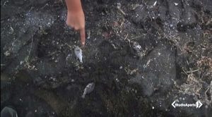 Montefiascone - Il servizio di Studio Aperto sulla moria dei pesci al lago di Bolsena