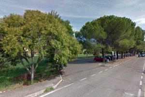 Orte - I pini da abbattere in località Petignano