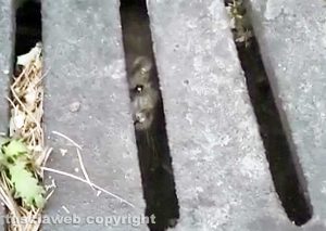 Montefiascone - Topi in via San Flaviano