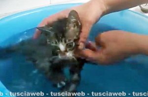 Montefiascone - Skiler, il gattino in coma per quattro giorni dopo essere stato investito