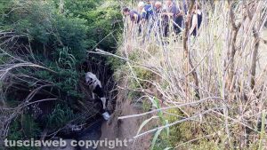 Montefiascone - Vitello cade in un fosso - Intervento dei vigili del fuoco e protezione civile