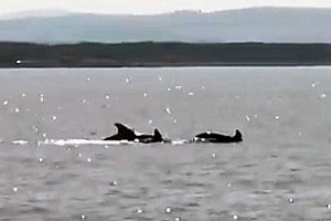 I delfini avvistati nel mare di Montalto