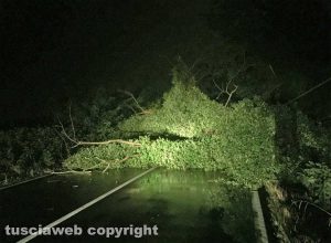 Maltempo - Uno degli alberi caduti sulla Commenda che è rimasta bloccata