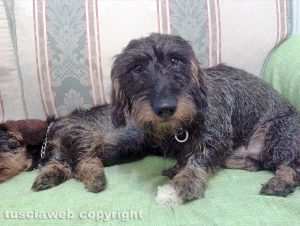 Capranica - Attila, il bassotto tedesco smarrito