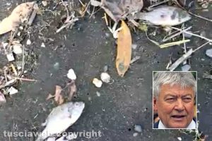 Moria di pesci nel lago di Bolsena - Nel riquadro Umberto Fusco