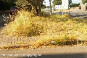 Viterbo - Le erbacce su strada Santa Barbara