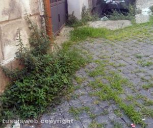 Viterbo - Erbacce in via della Pettinara