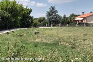 Viterbo - Cinghiali lungo strada del Cuculo