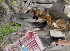 Il cane eroe dei terremotati Kaos