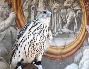 Un falco